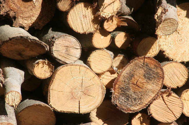 Brennholz